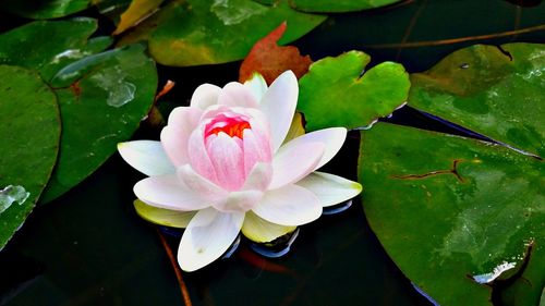 Close-up of lotus water lily in pond