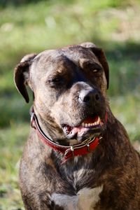 Close-up of dog looking away