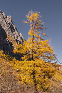 Low angle view of tree against sky