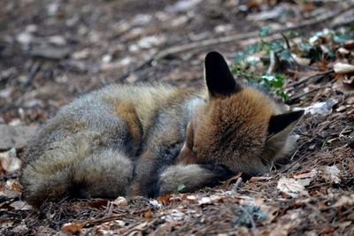 Close-up of sleeping fox