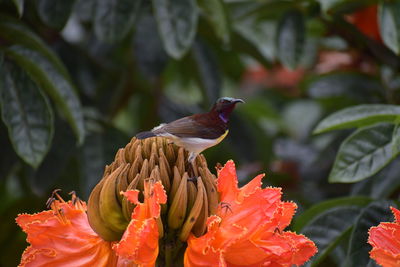 Close-up of bird on flower