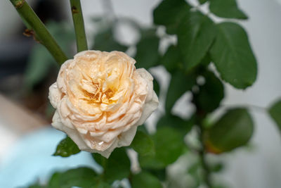 Close-up of white rose on plant