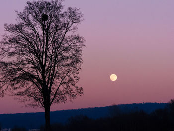 Silhouette tree against sky at night