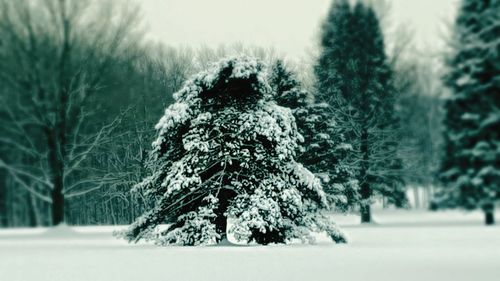 Snow covered trees