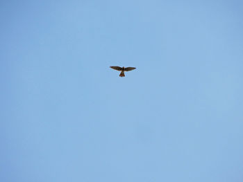 Low angle view of bird flying against clear blue sky