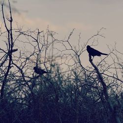 Low angle view of birds perching on bare tree