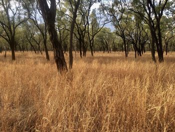 Trees on field in forest