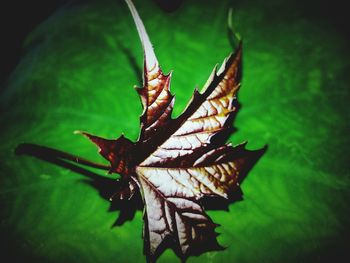 Close-up of leaf