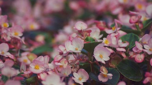 Close-up of pink flowers