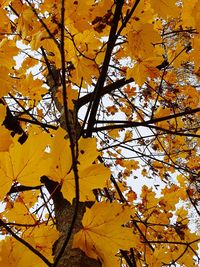 Low angle view of yellow maple leaves on tree