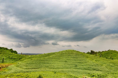 Scenic view of agricultural field against sky