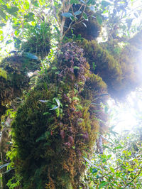 High angle view of trees and plants in sea