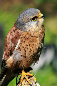 Close-up of kestrel perching on wood