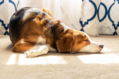 Close-up of a dog sleeping