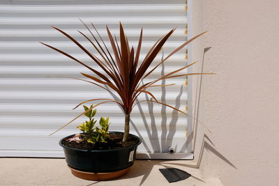 Potted plant against wall