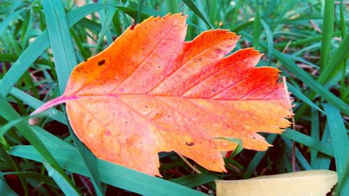 Close-up of orange maple leaves on plant