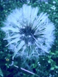 Close-up of white dandelion