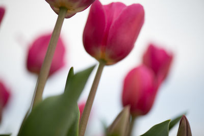 Close-up of pink tulips