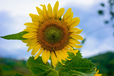 Close-up of sunflower against sky