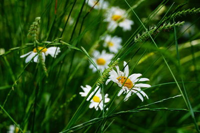 Close-up of white flowering plant