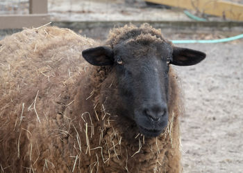 Close-up portrait of a brown sheep