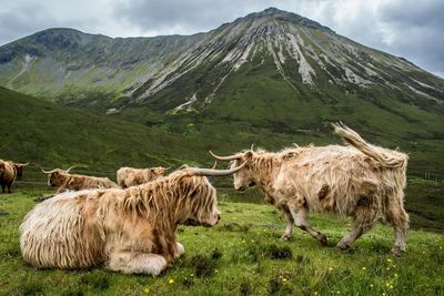 Cattle on field against mountain range