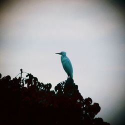 Low angle view of birds perched on blue sky