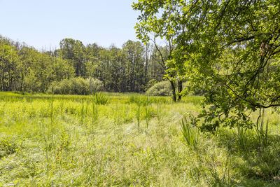 Scenic view of trees growing on field against sky