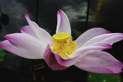 Close-up of pink lotus water lily