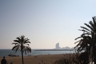 Palm trees on beach against clear sky