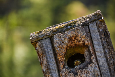 Close-up of old wooden post on tree stump