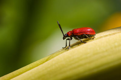 Close-up of insect on leaf