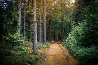 Footpath amidst trees in forest