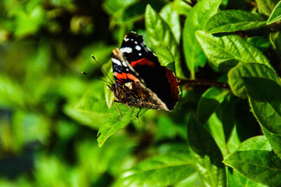 Close-up of butterfly on leaf