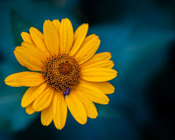 Close-up of yellow flower