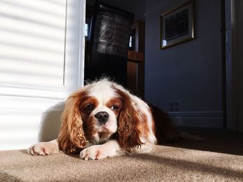 Portrait of dog sitting on floor