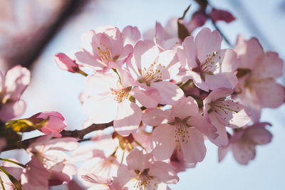 Close-up of pink cherry blossoms in spring
