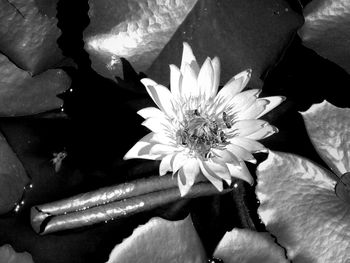 Close-up of flower blooming outdoors