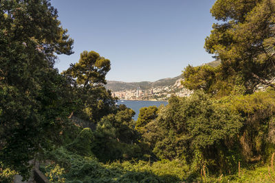 Trees by sea against clear sky