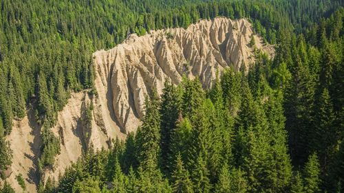 Pine trees in forest