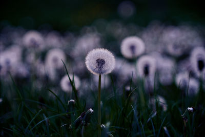 Close-up of dandelion on field
