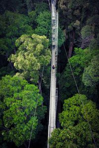 Bridge in forest