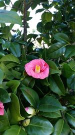 Close-up of pink flower