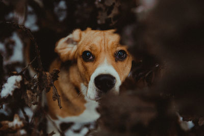 Close-up portrait of dog