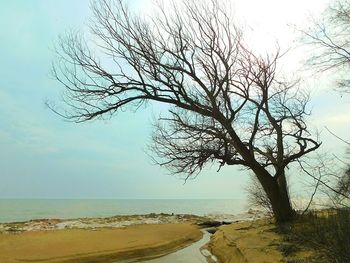 Bare tree on beach against sky