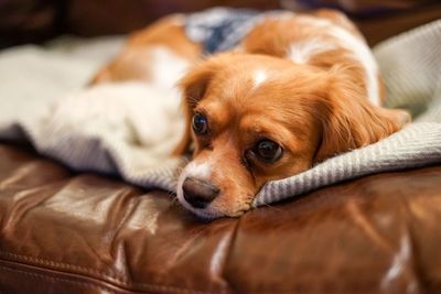 Close-up portrait of dog resting