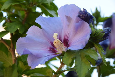 Close-up of purple flowering plant