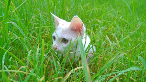 Portrait of a dog on grass