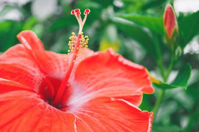 Close-up of red rose flower