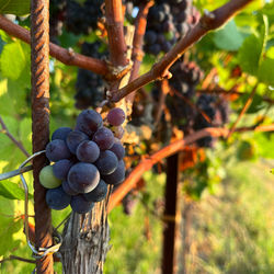 Close-up of grapes growing on tree